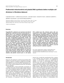Preferential mitochondrial and plastid DNA synthesis before multiple
