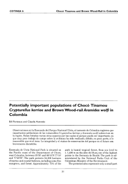Potentially important populations of Choco Tinamou Crypturellus