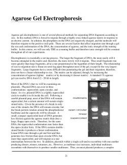 Agarose Gel Electrophoresis