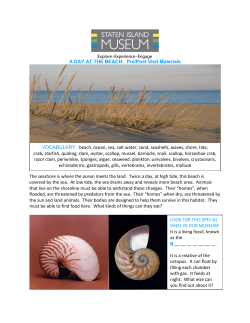 LOOK FOR THIS SPECIAL SHELL IN OUR MUSEUM: It is a living