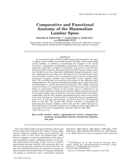 Comparative and functional anatomy of the mammalian lumbar spine