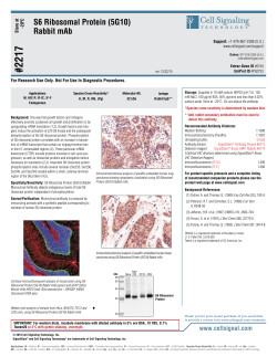 S6 Ribosomal Protein (5G10) Rabbit mAb