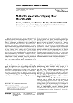 Multicolor spectral karyotyping of rat chromosomes