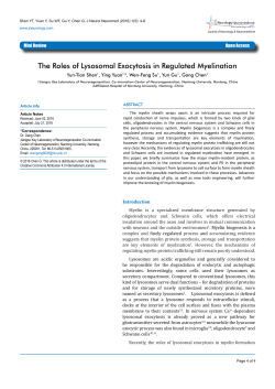 The Roles of Lysosomal Exocytosis in Regulated Myelination