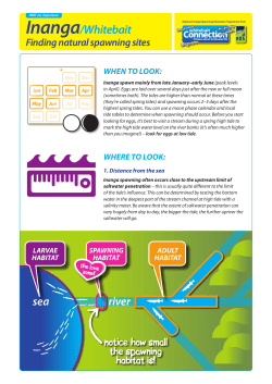 Find a spawning site - Whitebait Connection