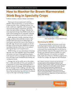 How to Monitor for Brown Marmorated Stink Bug in Specialty Crops