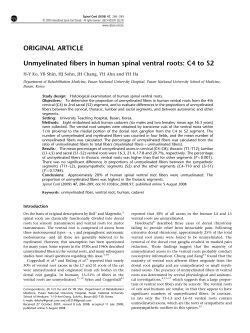 Unmyelinated fibers in human spinal ventral roots: C4 to S2