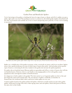 Garden Pests and Beneficials: Spiders