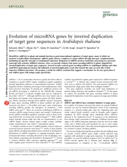Evolution of microRNA genes by inverted duplication of target gene