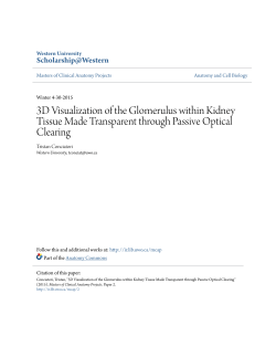 3D Visualization of the Glomerulus within Kidney Tissue Made