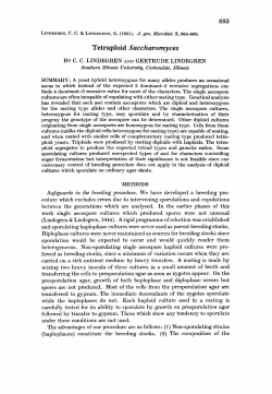 Tetraploid Saccharomyces