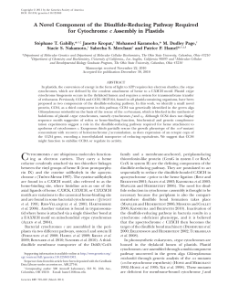 A Novel Component of the Disulfide-Reducing Pathway