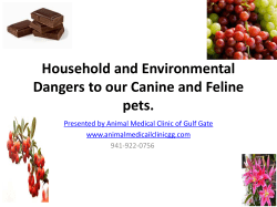 Household and Holiday Hazards for your pet