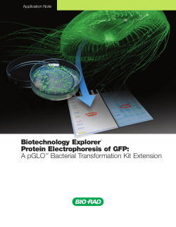 Biotechnology Explorer™ Protein Electrophoresis of GFP - Bio-Rad
