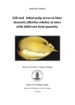 Gill and labial palp areas in blue mussels (Mytilus edulis) at sites