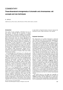 Three-dimensional arrangements of chromatin and chromosomes
