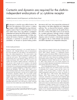 independent endocytosis of c cytokine receptor