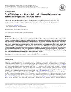 OsMPK6 plays a critical role in cell differentiation during early
