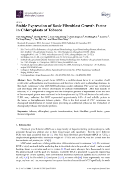 Stable Expression of Basic Fibroblast Growth Factor in Chloroplasts