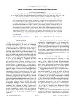 Muscle contraction and the elasticity