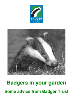 Badgers in your garden - Leicestershire Badger Group
