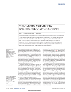 CHROMATIN ASSEMBLY BY DNA