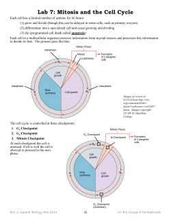 Lab 7- Mitosis and the Cell Cycle