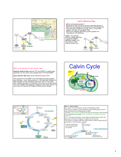 Calvin Cycle - hrsbstaff.ednet.ns.ca