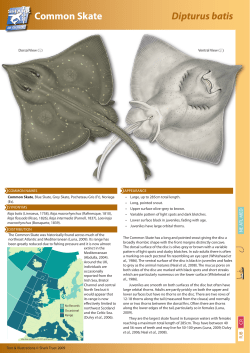 Common Skate - The Shark Trust