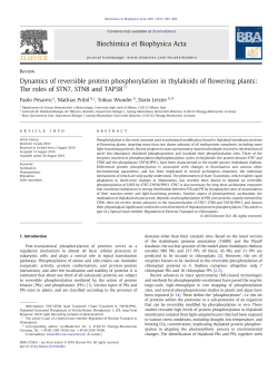 Dynamics of reversible protein phosphorylation in thylakoids of