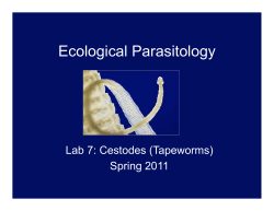(Tapeworms) Powerpoint