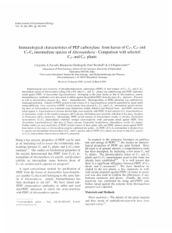 Immunological characteristics of PEP carboxylase from leaves of Cr