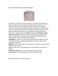 Protozoa Activity