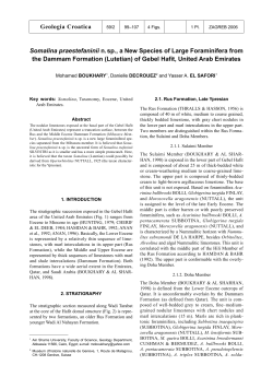 Somalina praestefaninii n.sp., a new Species of Large Foraminifera