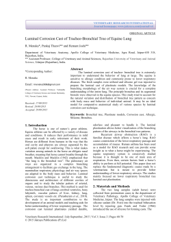 Luminal Corrosion Cast of Tracheo