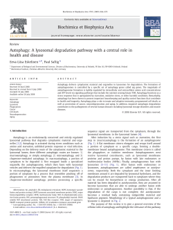 Autophagy: A lysosomal degradation pathway with a central role in