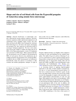 Shape and size of red blood cells from the Pygoscelid penguins of