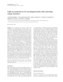 Light-use properties in two sun-adapted shrubs