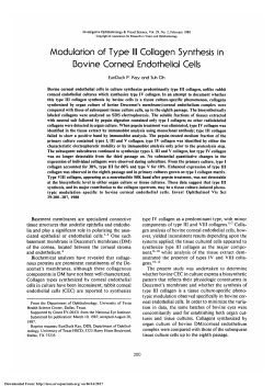 Modulation of type III collagen synthesis in bovine corneal