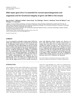 DNA repair gene Ercc1 is essential for normal spermatogenesis and