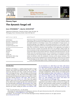 The dynamic fungal cell