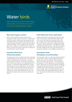 Water birds - City of Gold Coast