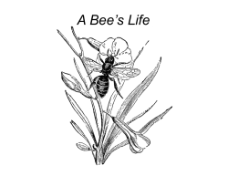 A Bee`s Life - Illinois Ag in the Classroom