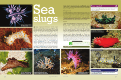 Sea slugs - Hodder Education