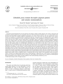 Zebrafish puma mutant decouples pigment pattern and somatic