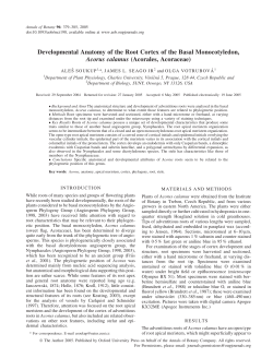 Developmental Anatomy of the Root Cortex of the