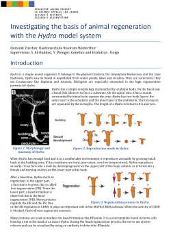 Investigating the basis of animal regeneration with the Hydra model