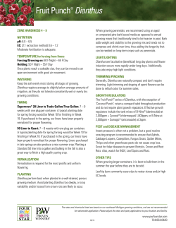 Fruit Punch® Dianthus - Four Star Greenhouse