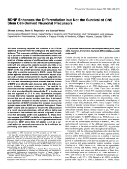 BDNF Enhances the Differentiation but Not the Survival of CNS