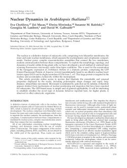 Nuclear Dynamics in Arabidopsis thaliana